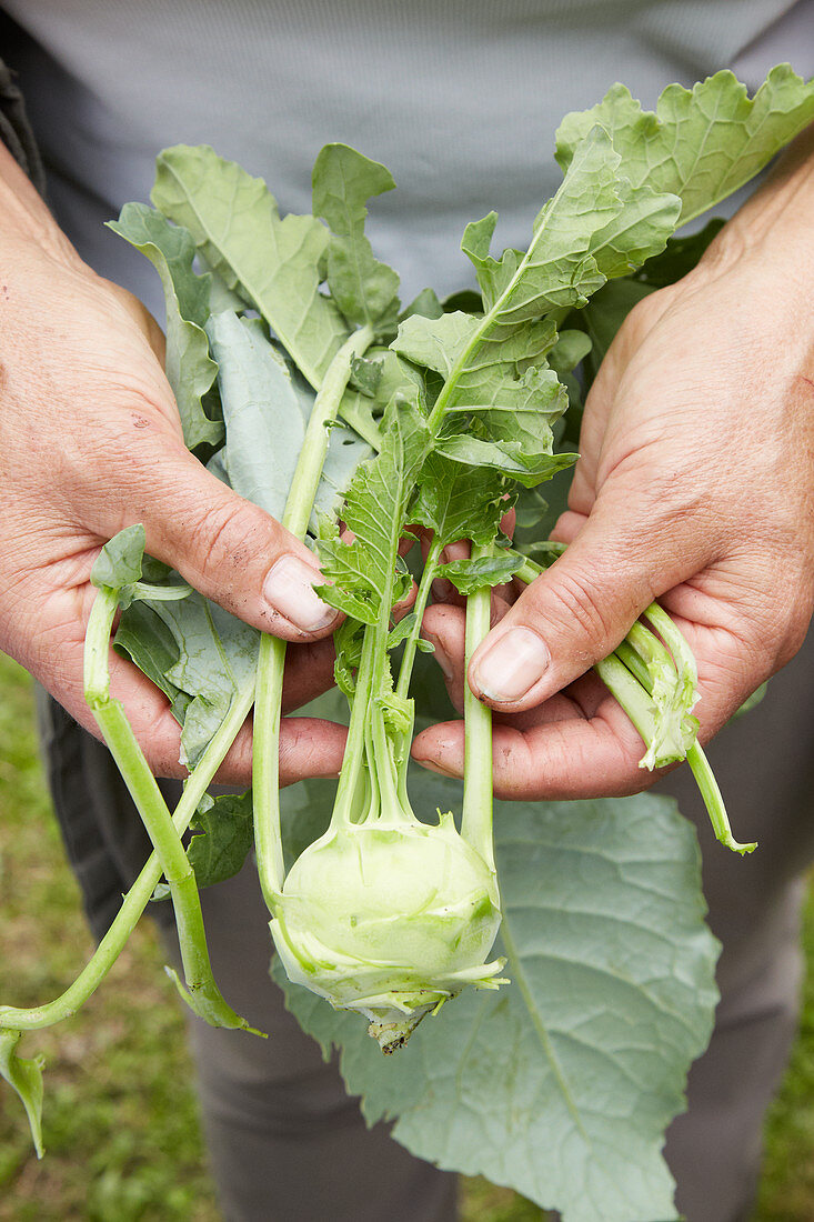 Hände halten frisch geernteten Kohlrabi