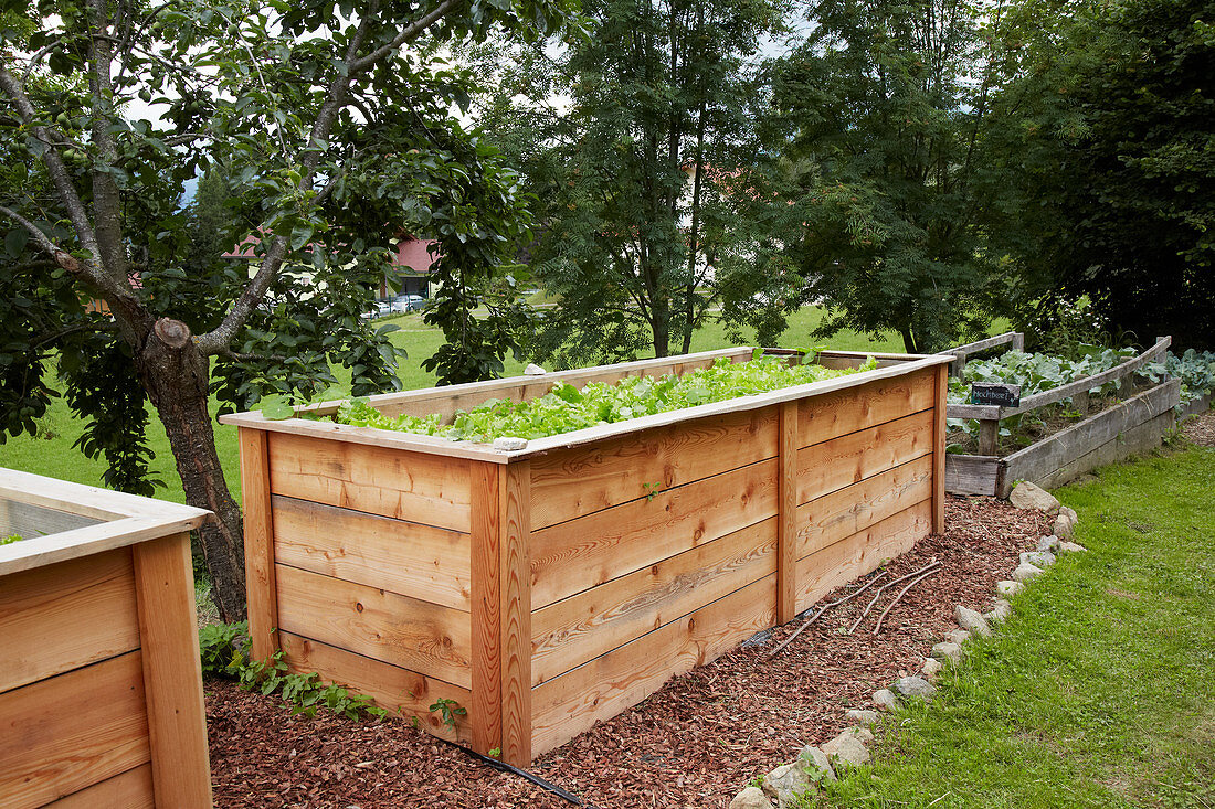 Lettuces in wooden raised bed in garden