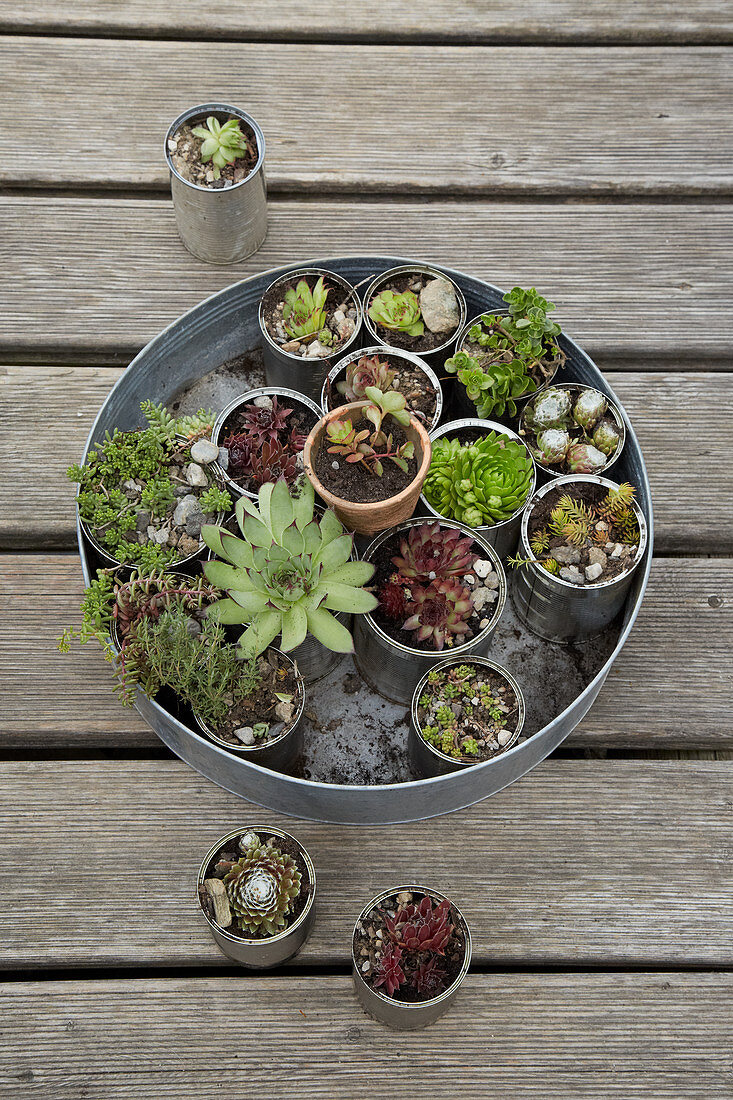 Succulents planted in tin cans on round metal tray