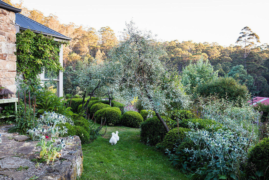 Hühner im Garten mit in Form geschnittenen Buchsbüschen