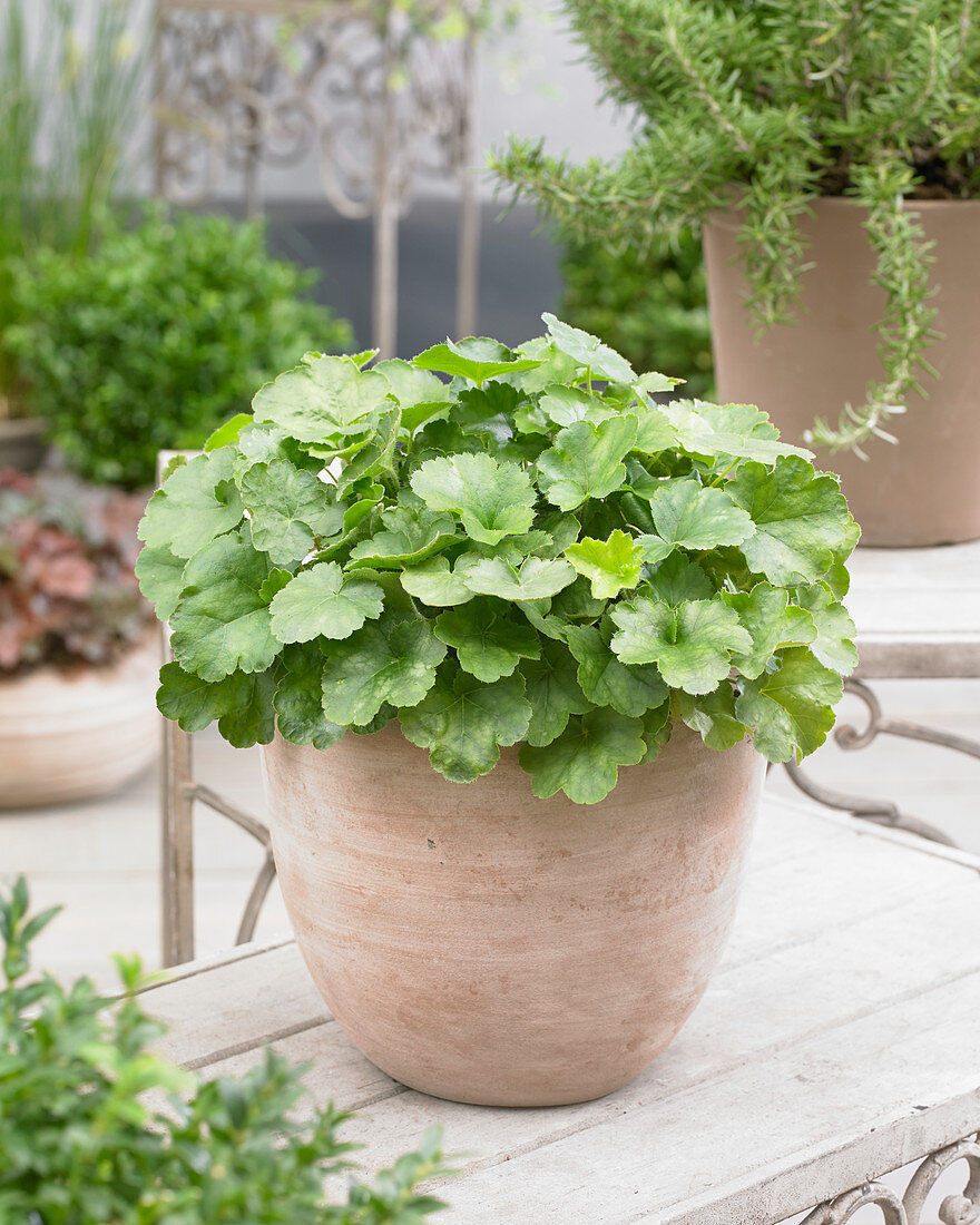 Heuchera green