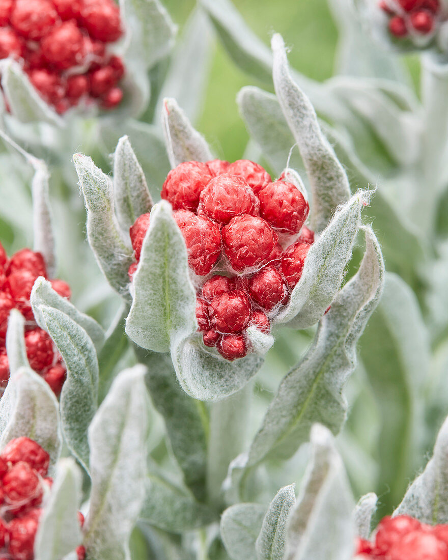 Helichrysum Red Jewel