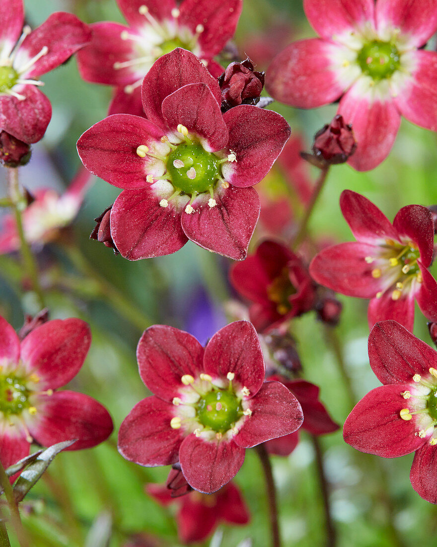 Saxifraga Purpurteppich