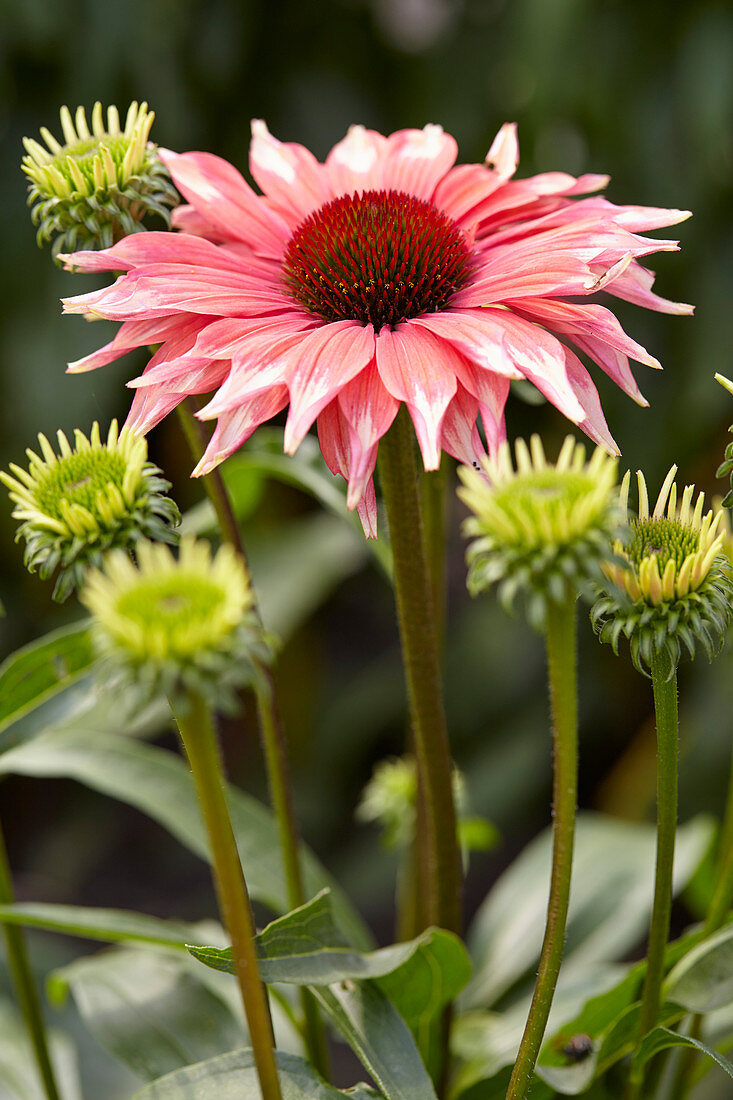 Echinacea Playful Meadow Mama