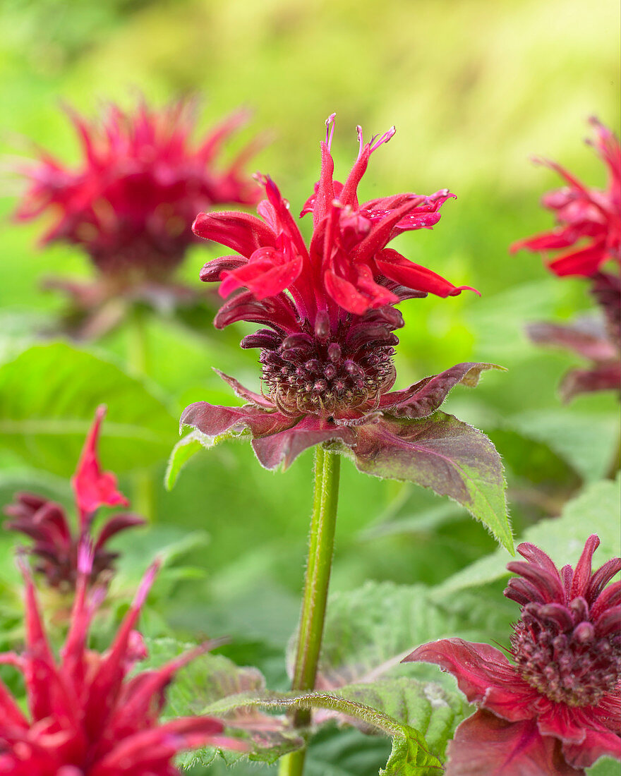 Monarda Fireball