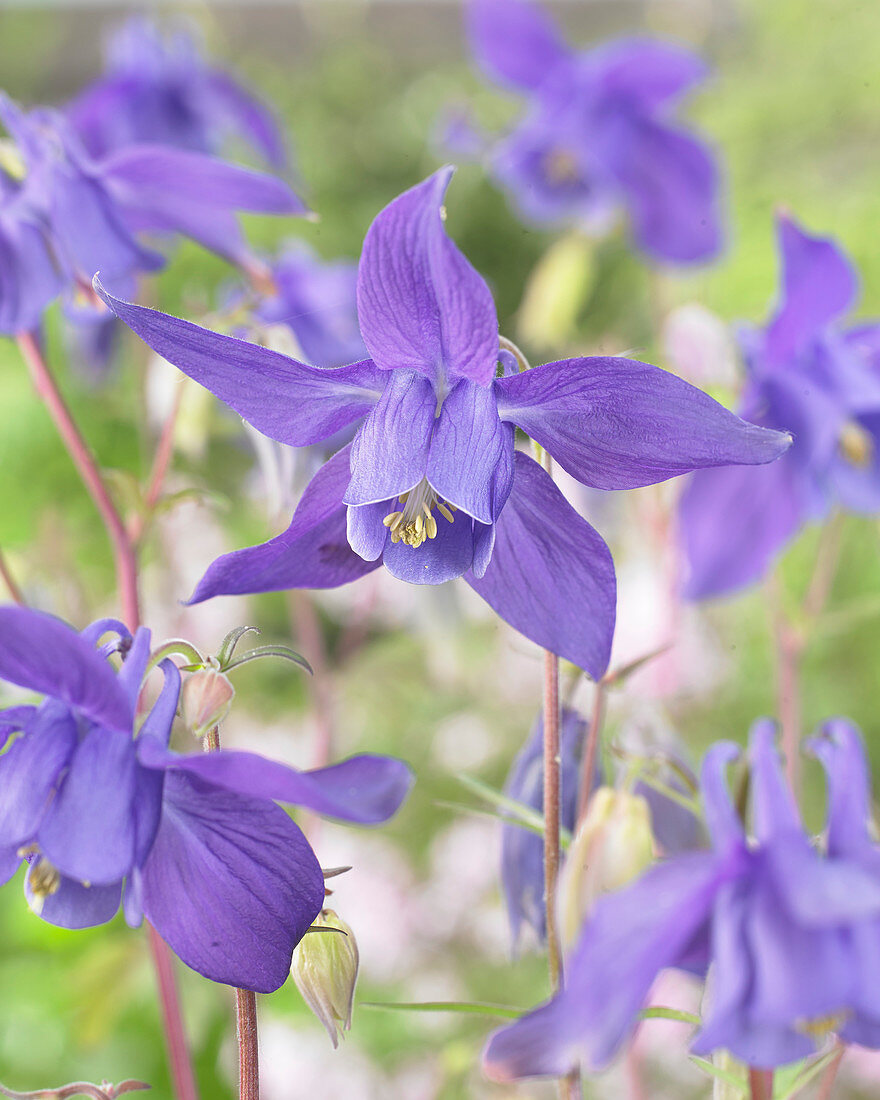 Aquilegia alpina