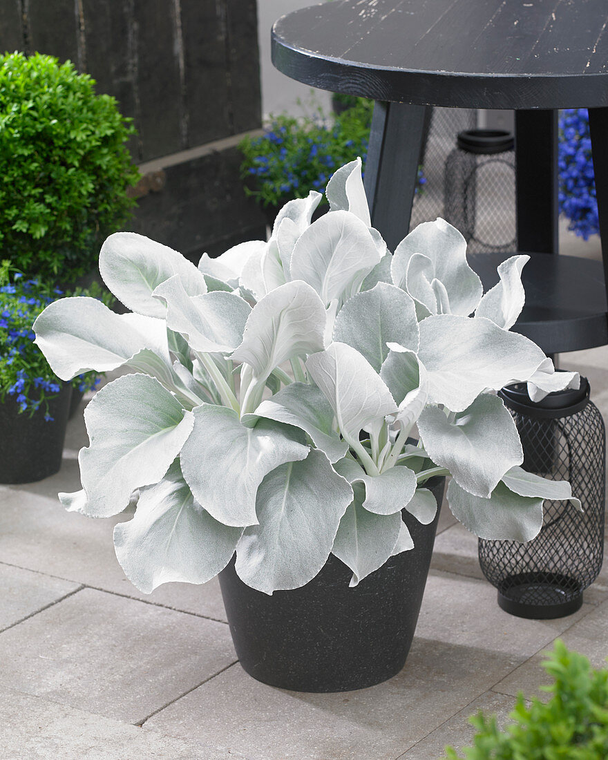 Senecio Angel Wings