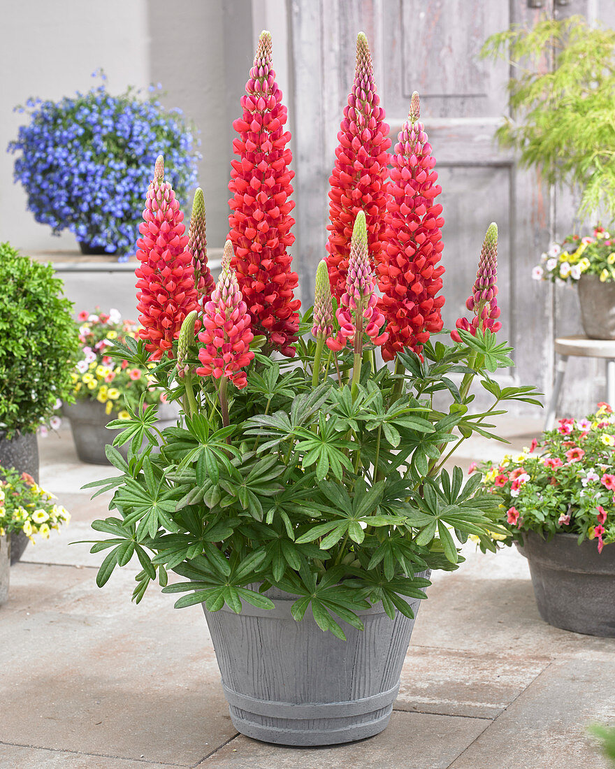 Lupinus Beefeater