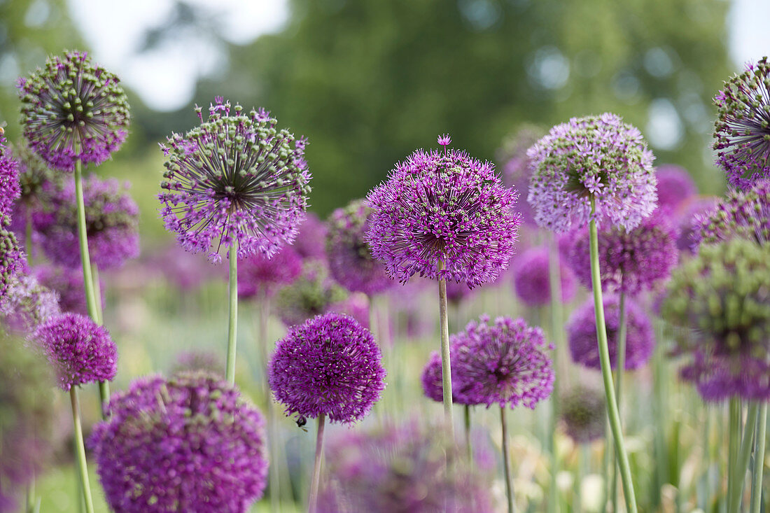 Allium