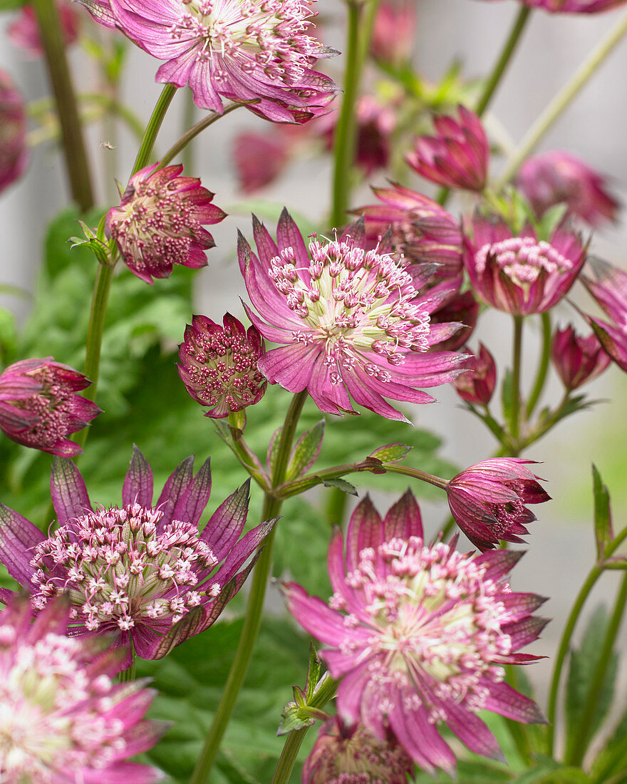 Astrantia Star of Flame