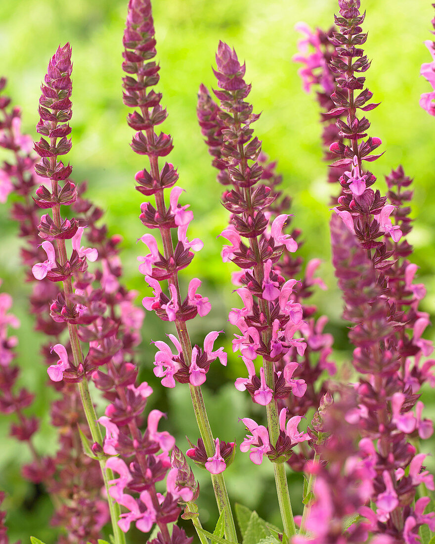 Salvia nemorosa 'Sensation Deep Rose'