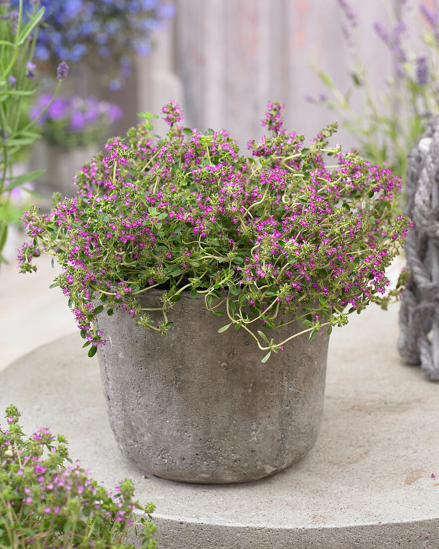 Thymus praecox 'Ruby Glow'