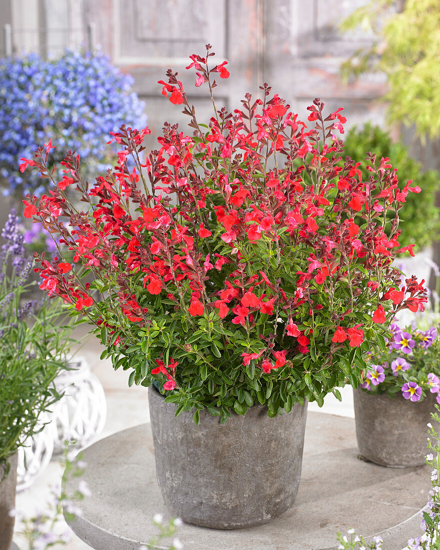 Salvia Arctic Blaze Red