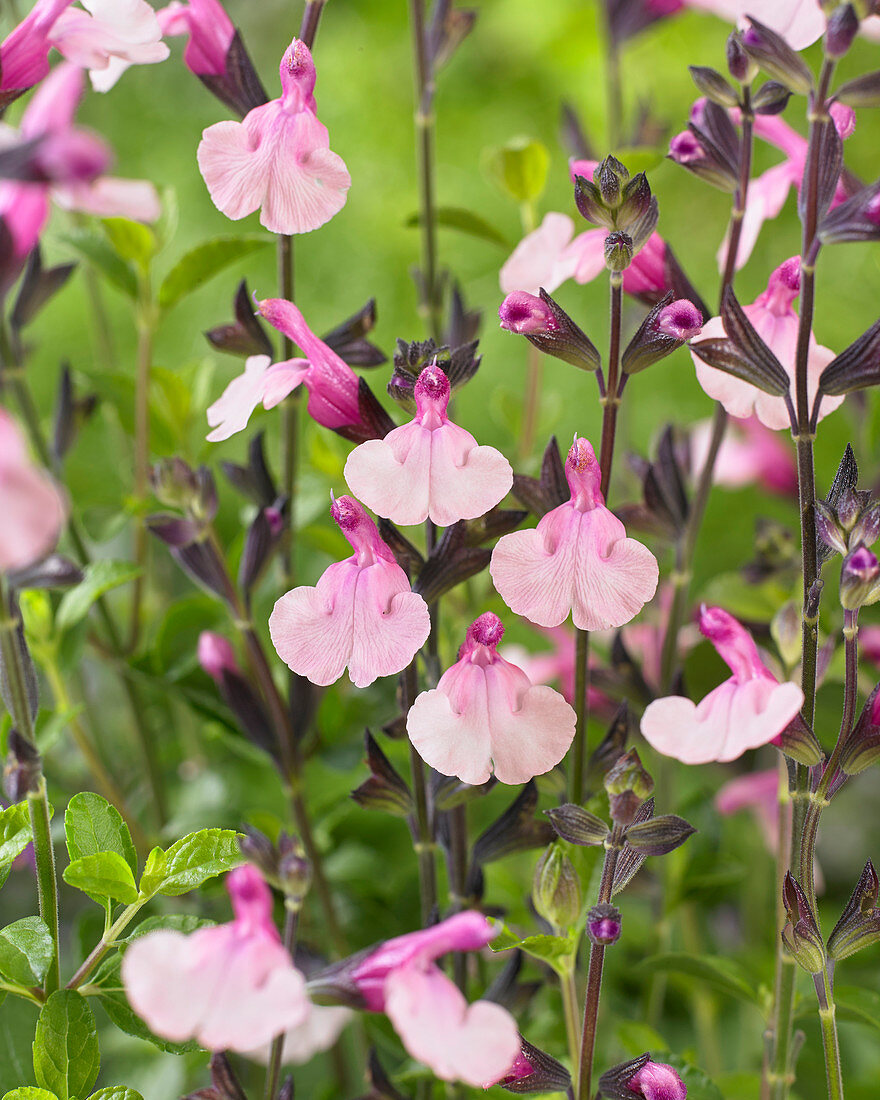 Salvia Dancing Dolls