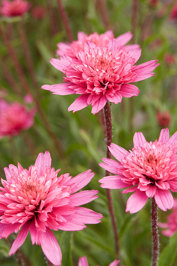 Echinacea Mini Belle