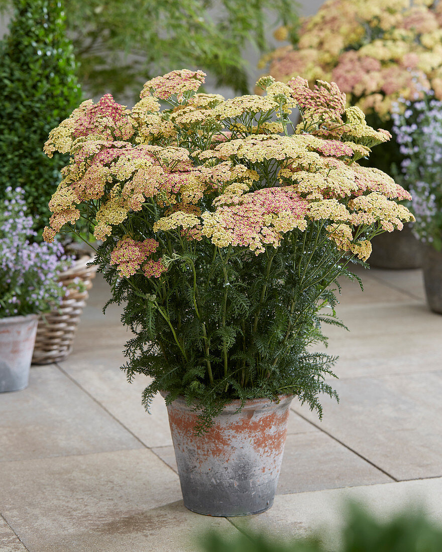 Achillea Peachy Seduction