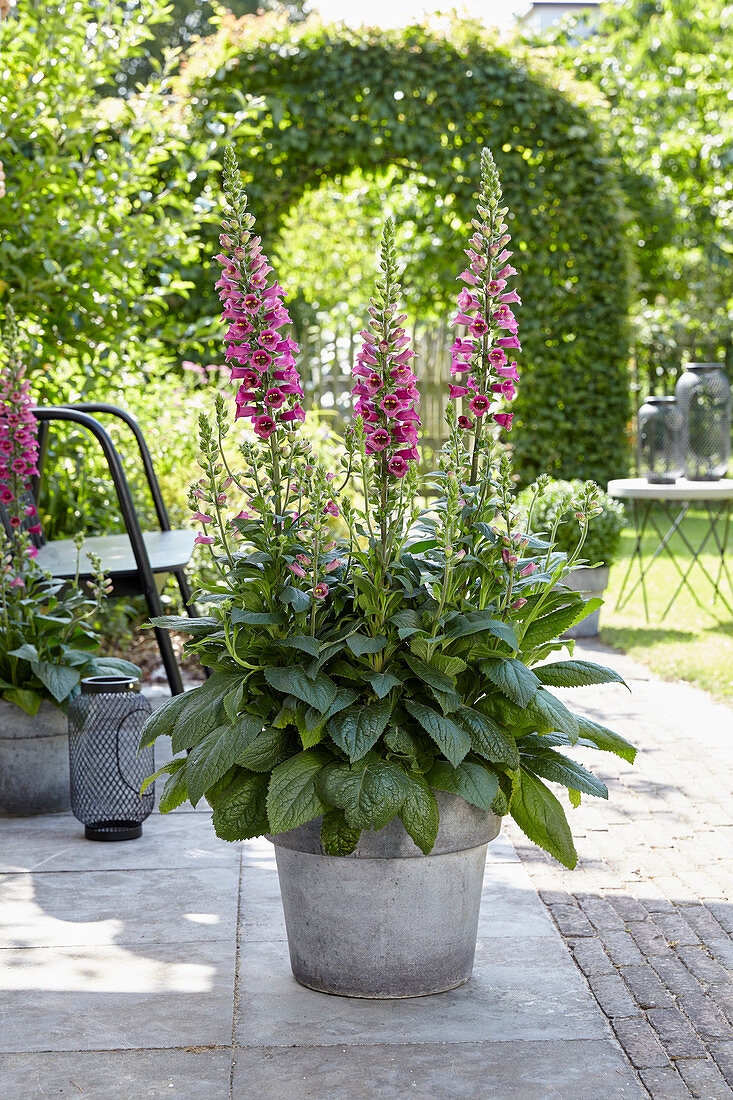 Digitalis Foxlight Plum Gold