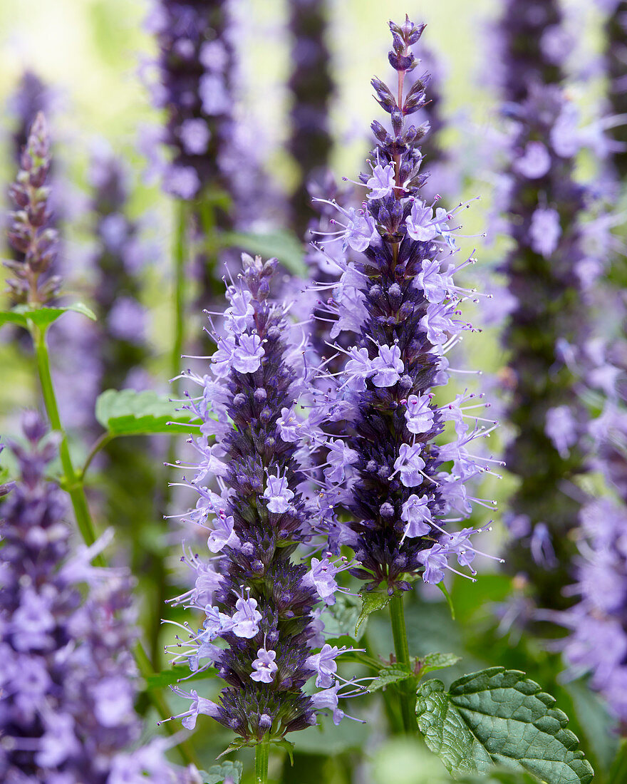 Agastache Little Adder