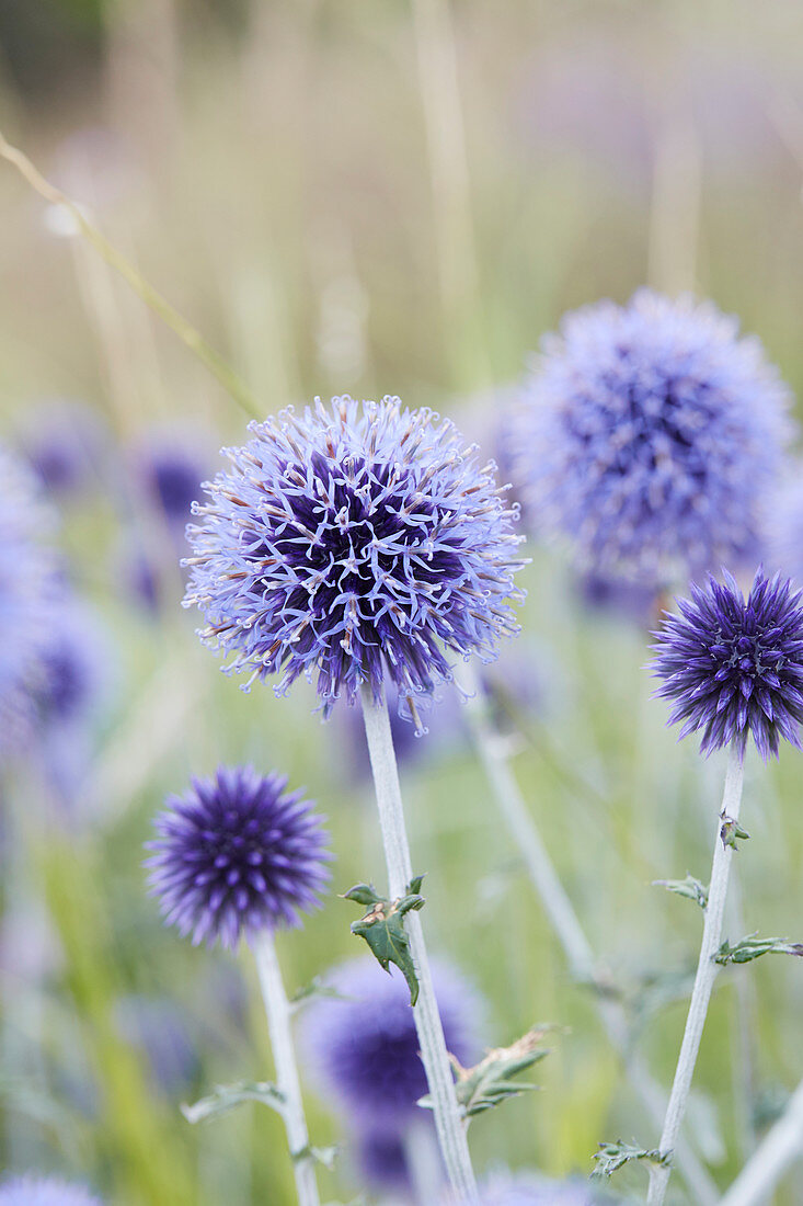 Echinops Veitch's Blue