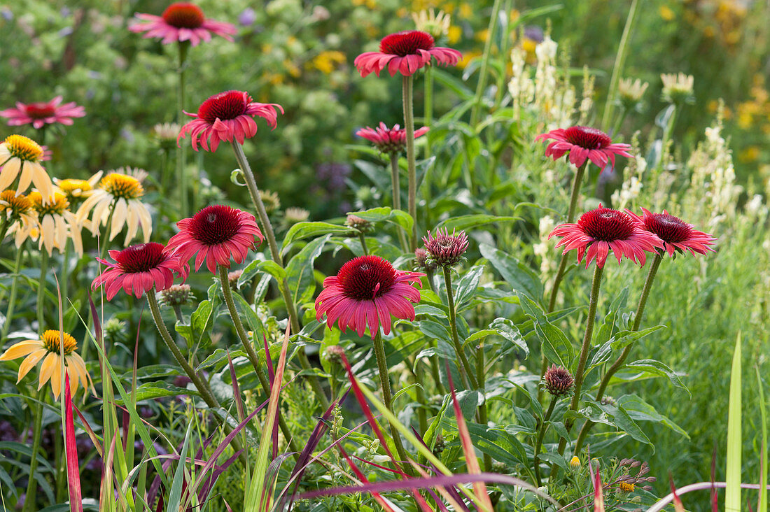 Red and yellow coneflower in the bed