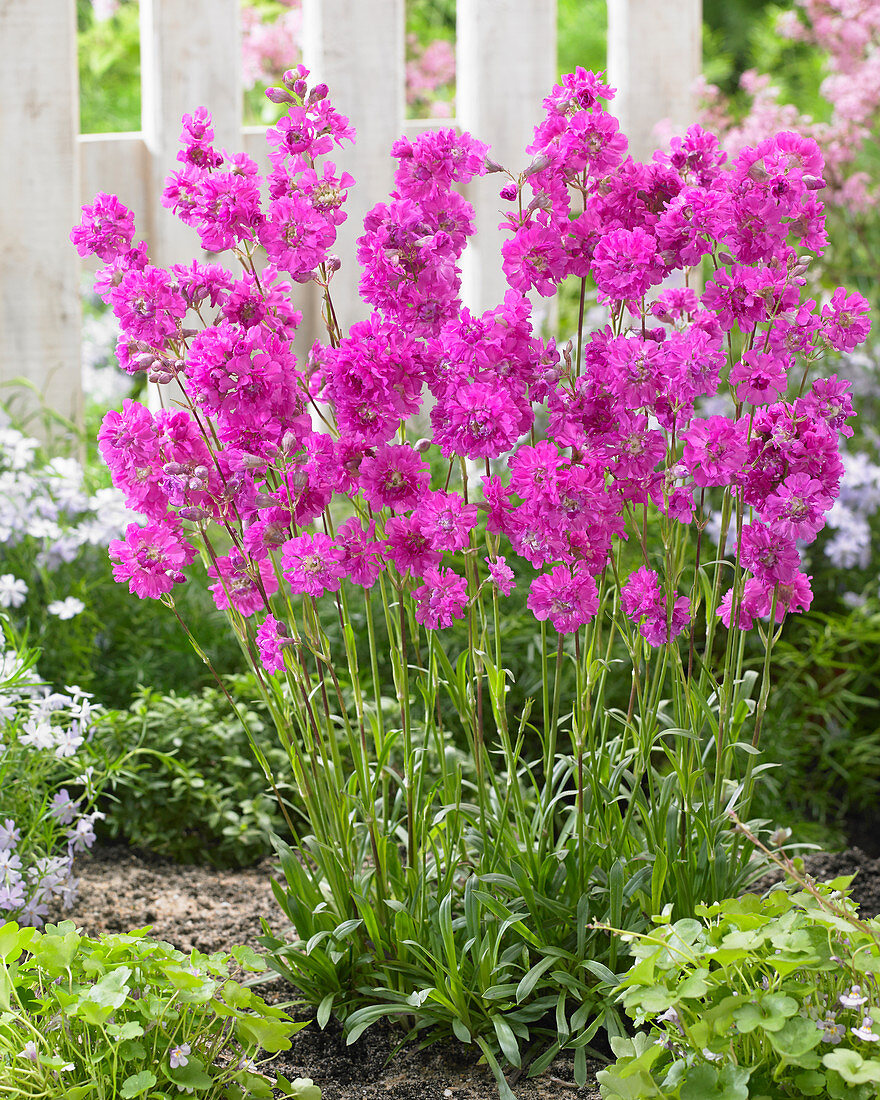 Lychnis viscaria Frou-Frou Double Pink