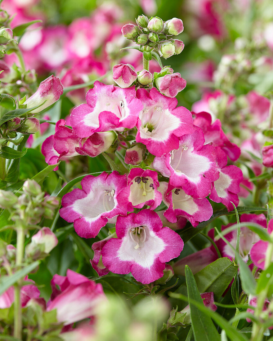 Penstemon Pentastic Rose ('YAPROSE')