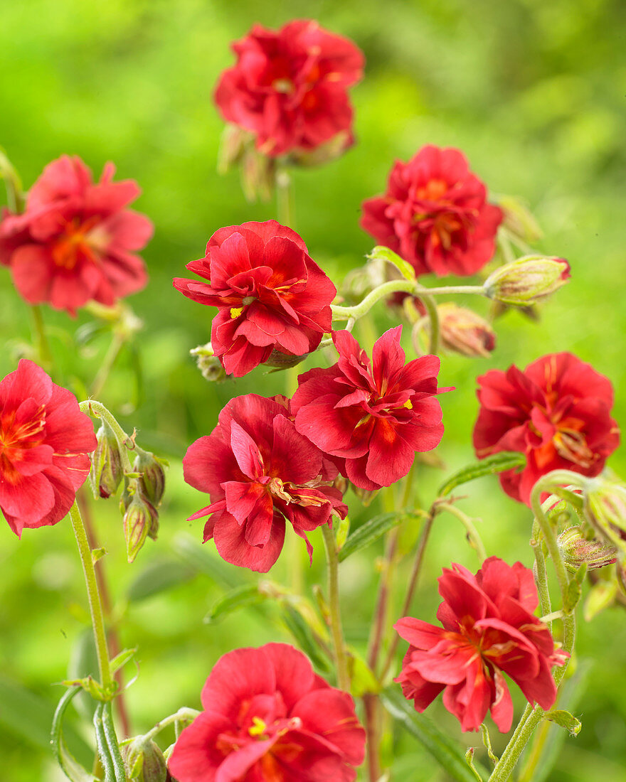 Helianthemum 'Cerise Queen'