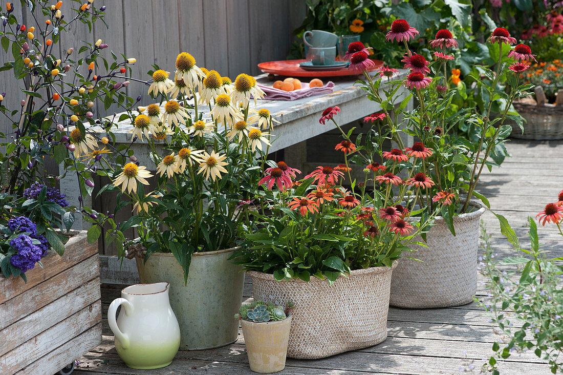 Summer terrace with Conetto 'Banana', 'Orange Skipper', Kismet 'Raspberry' and Chili 'Bolivian Rainbow'