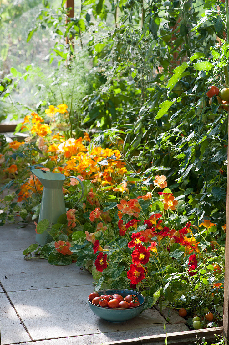 Tomatoes and nasturtium in the greenhouse