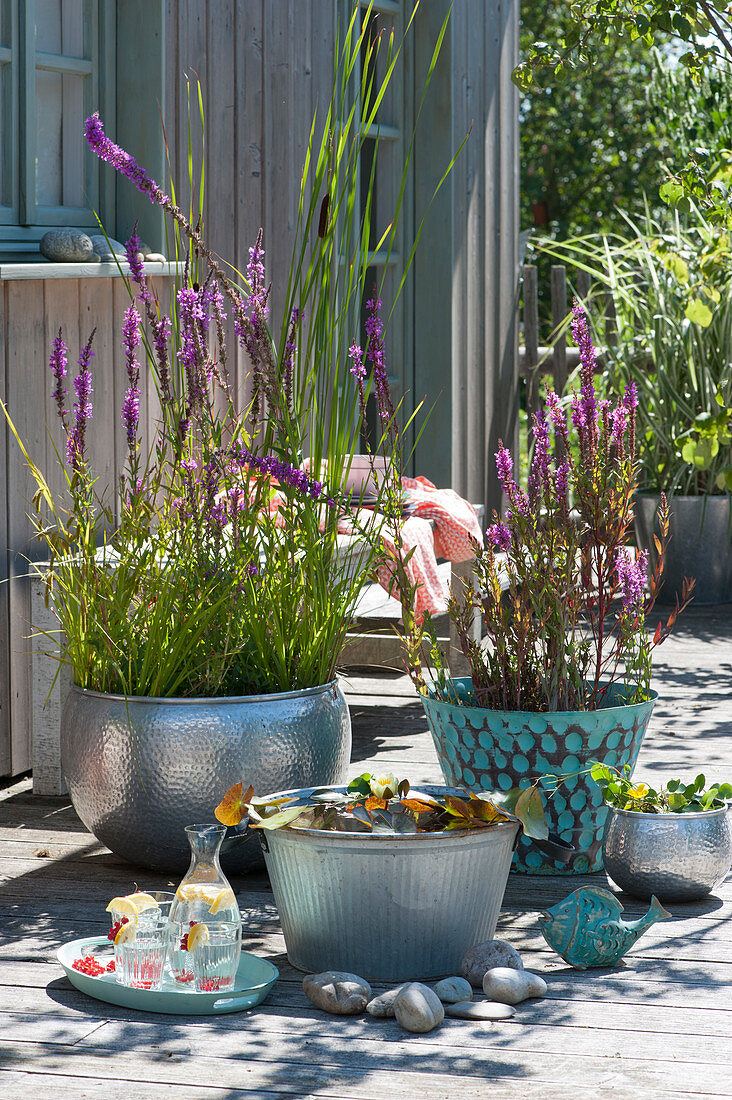 Mini ponds on the terrace with purple loosestrife, miniature water lily and teapot