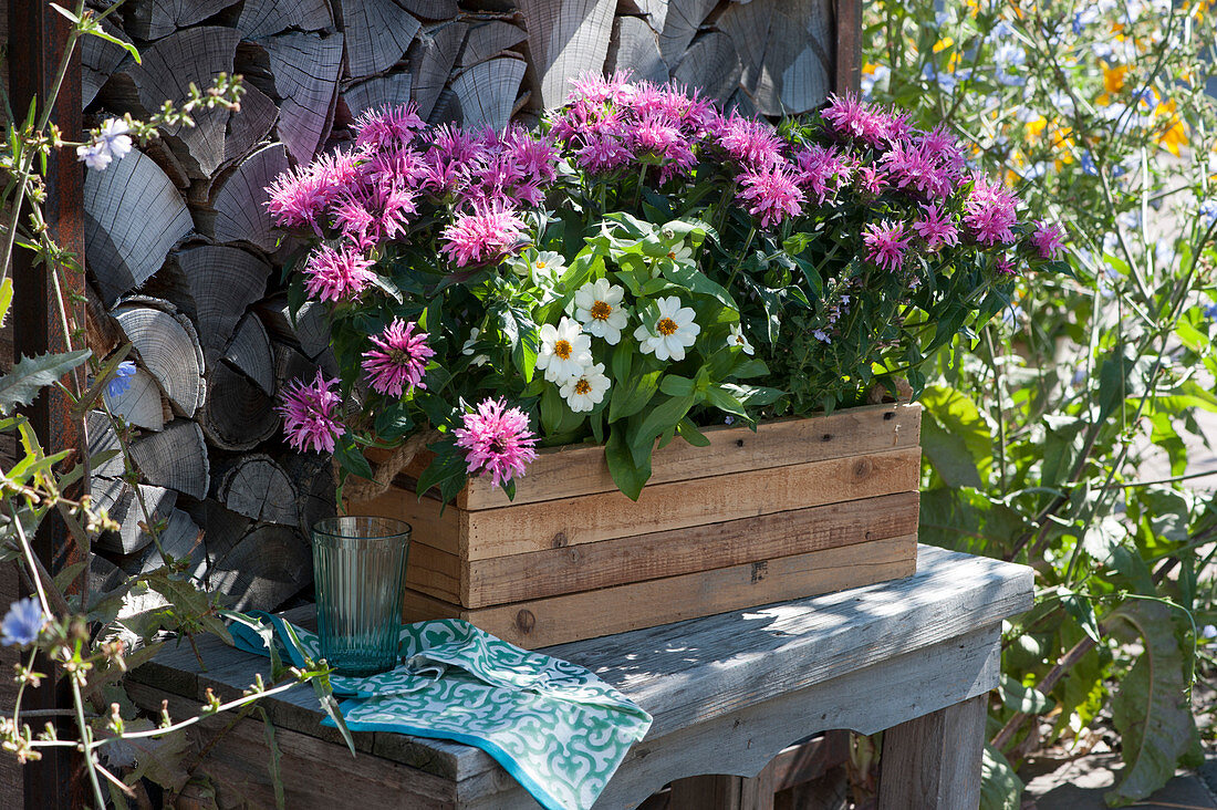 Wooden box with Indian nettle and zinnia