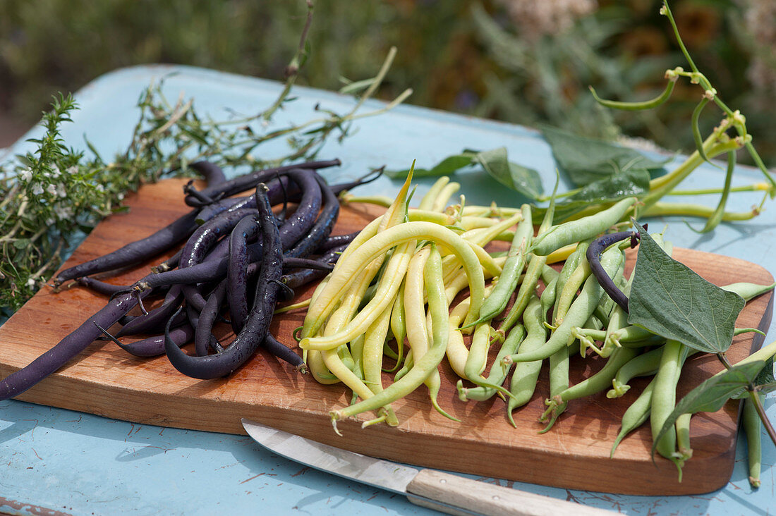 Freshly picked beans on wooden board