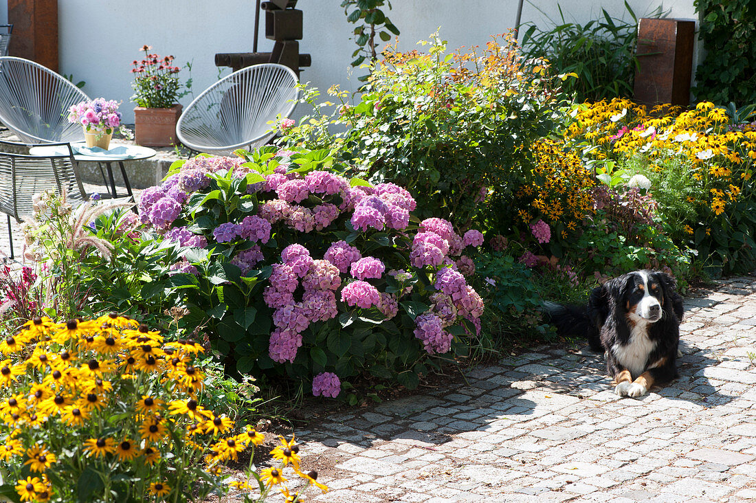 Terrace bed with Coneflower ‘Goldsturm' and hydrangea, dog lies on the bed