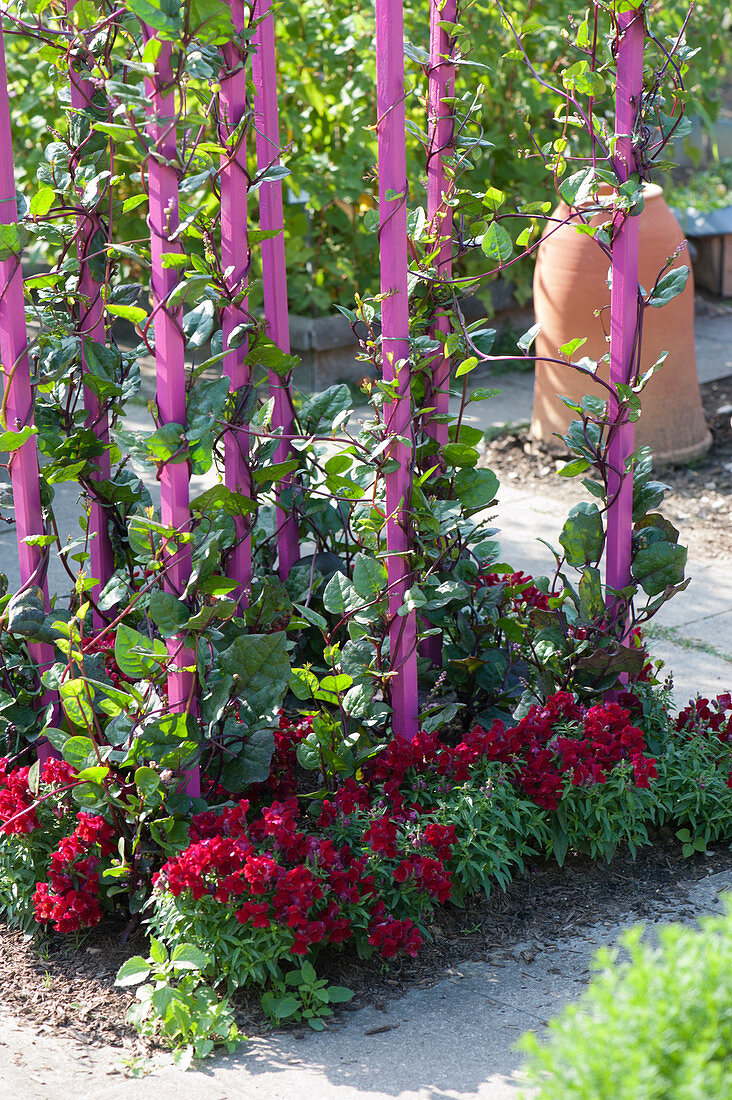 Ceylon spinach, Malabar spinach, Indian spinach as a climbing plant on pink supports, snapdragons as a border