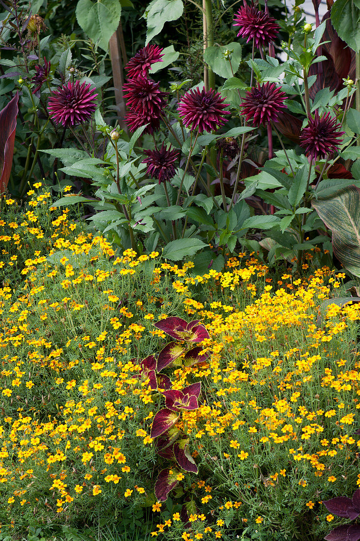 Bed with spice tagetes, cactus dahlias and coloured nettle