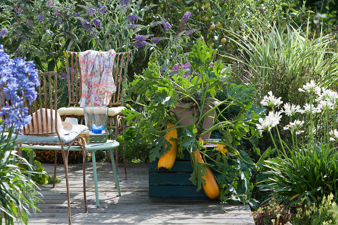 Small seating area on summer terrace with zucchini, decorative lilies and summer lilac