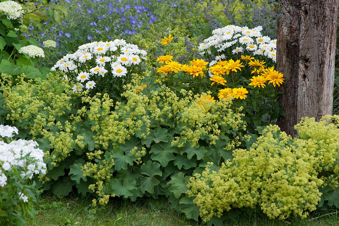 Summer bed with lady's mantle, daisies and Oxeye