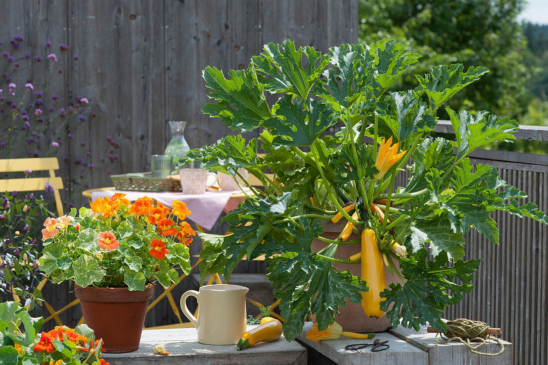 Yellow zucchini 'Soleil' and nasturtium 'Alaska' in pots on the balcony