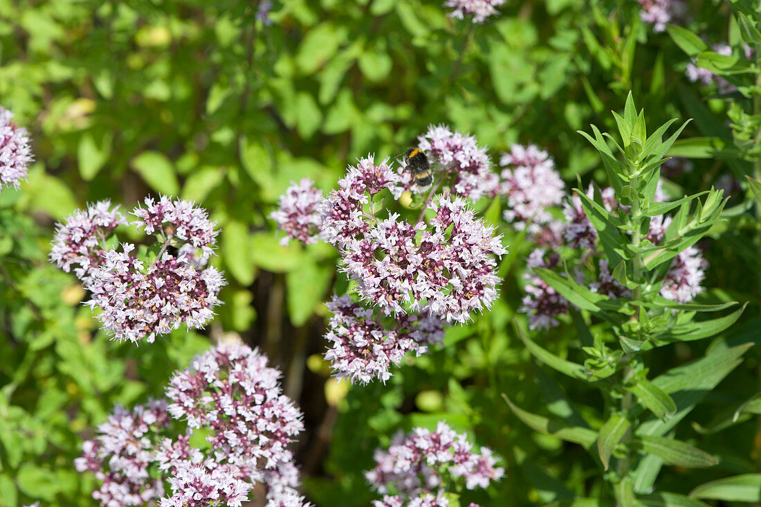 Bumblebee on oregano flowers