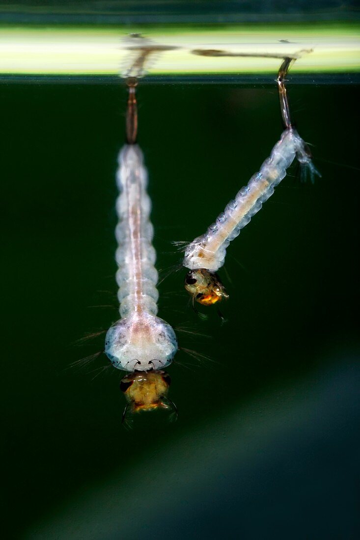 Culex quinquefasciatus mosquito larvae
