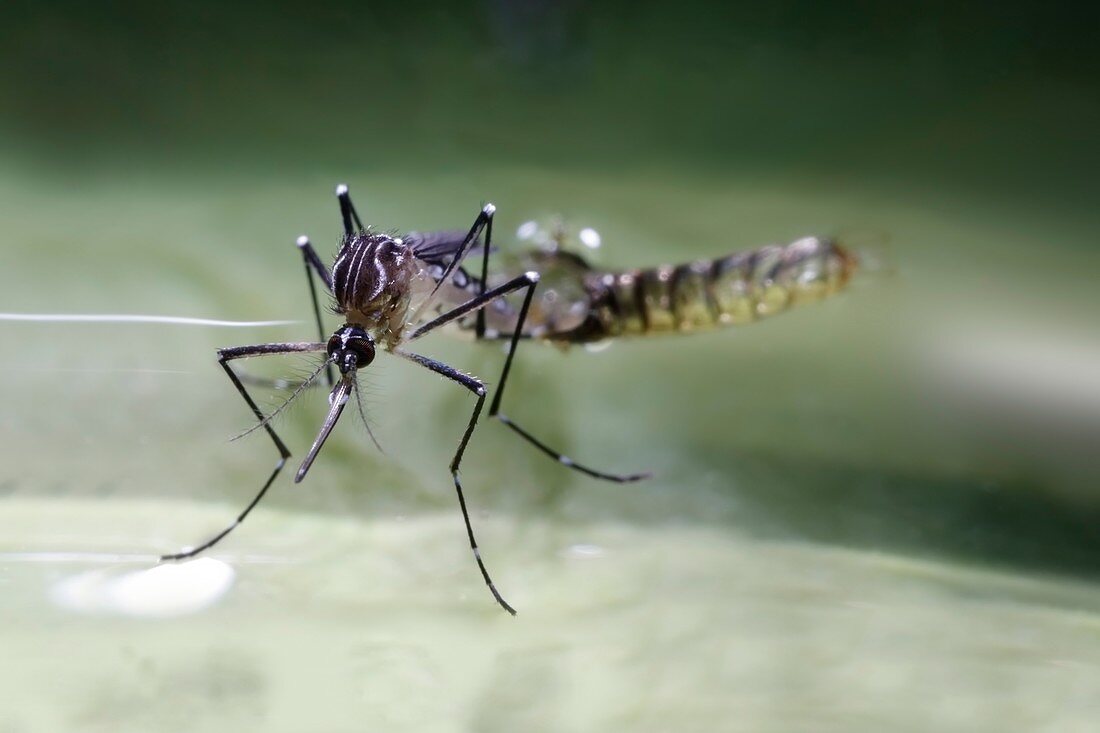 Aedes aegypti mosquito female emerging