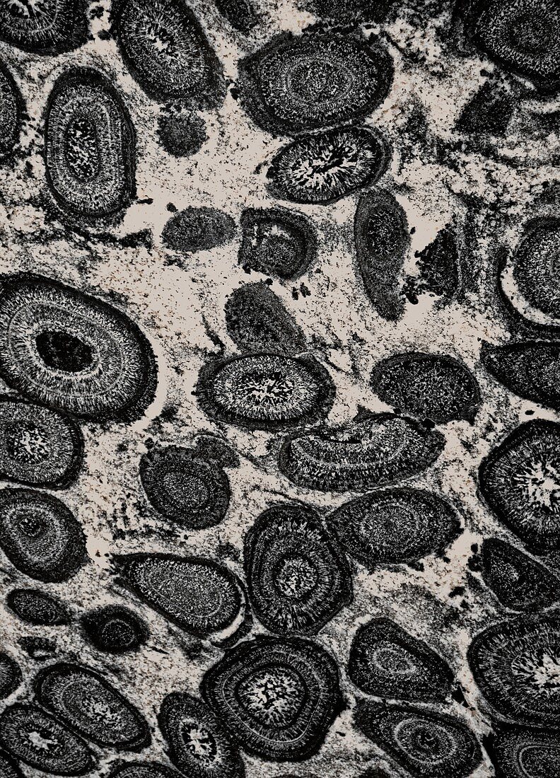 Orbicular granodiorite,illustration