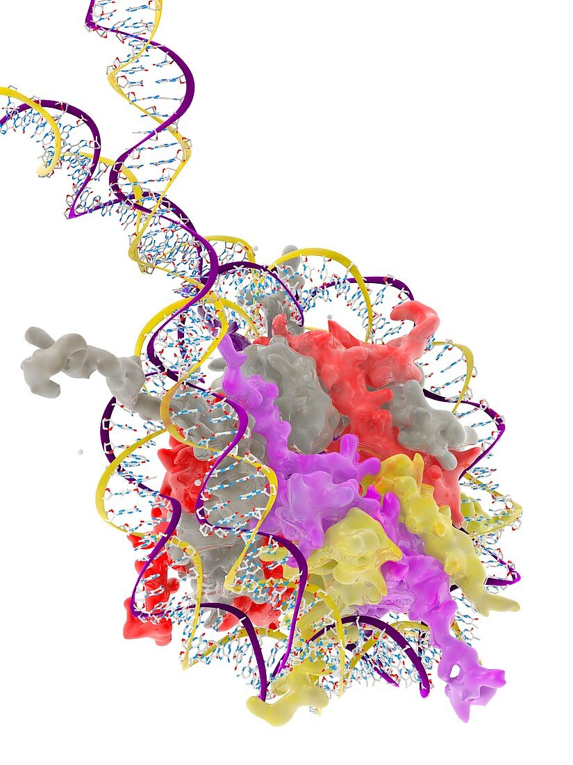 Structure of a nucleosome,illustration