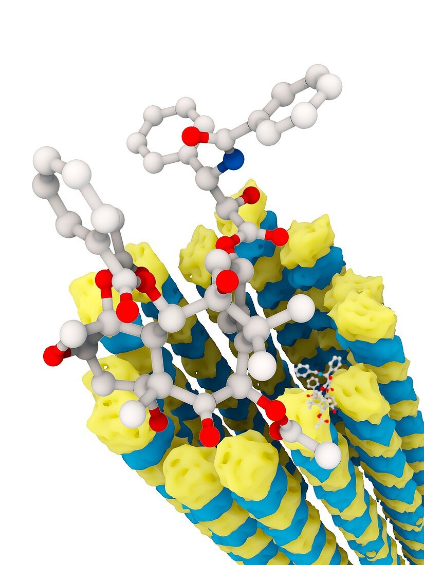 Taxol and microtubule molecules,illustration