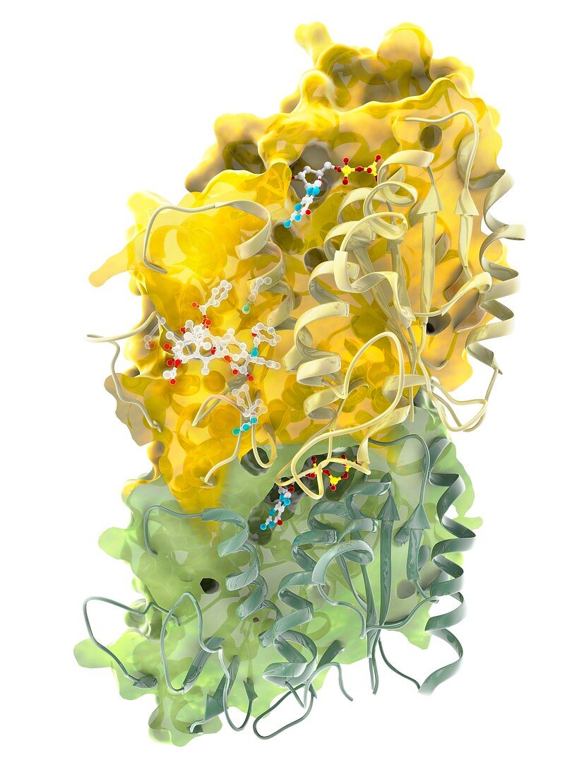 Binding of Taxol to a tubulin molecule,illustration