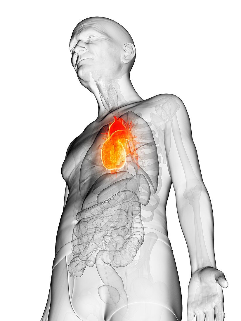 Illustration of an elderly man's heart