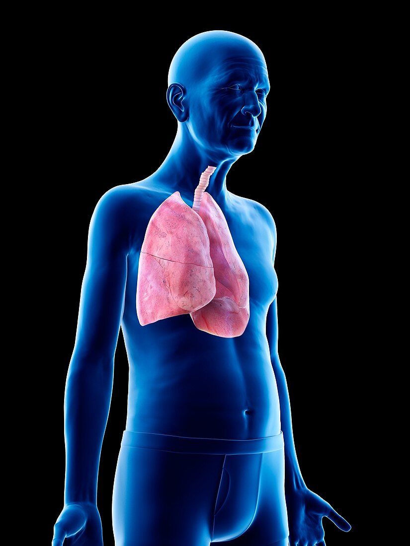 Illustration of an old man's lungs