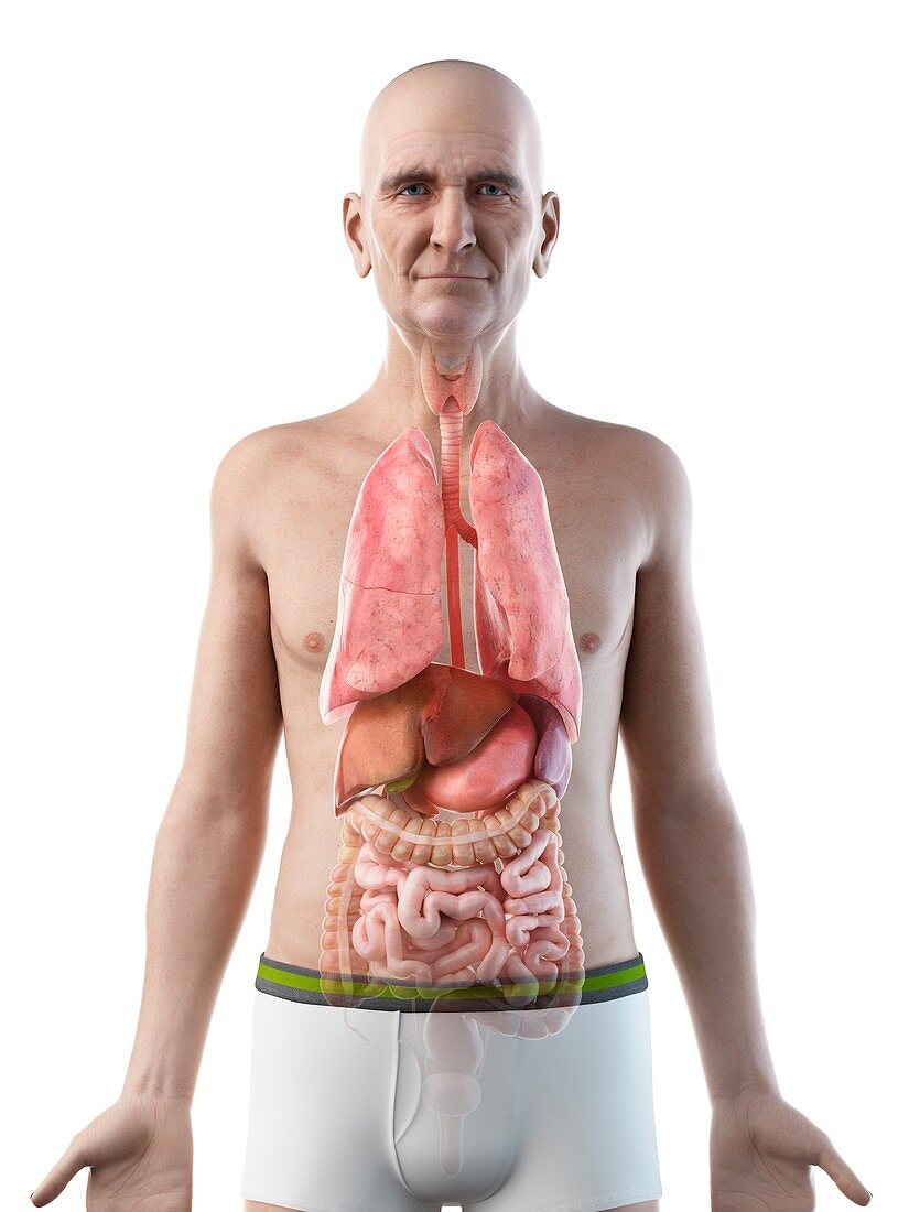 Illustration of an old man's internal organs