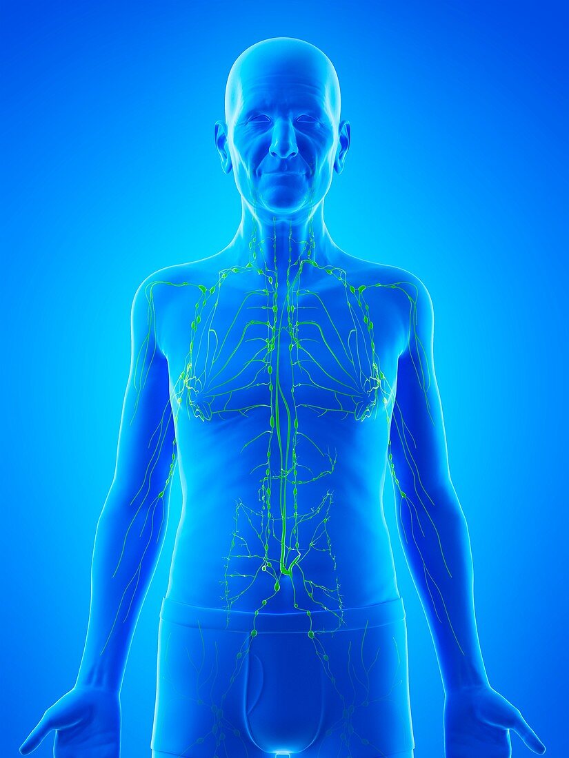 Illustration of an old man's lymphatic system