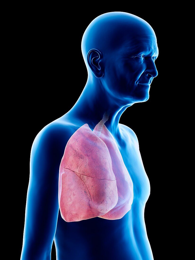 Illustration of an old man's lungs